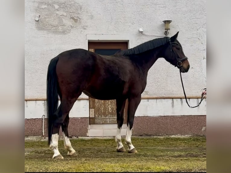 Duits sportpaard Ruin 4 Jaar 167 cm Donkerbruin in Bruck