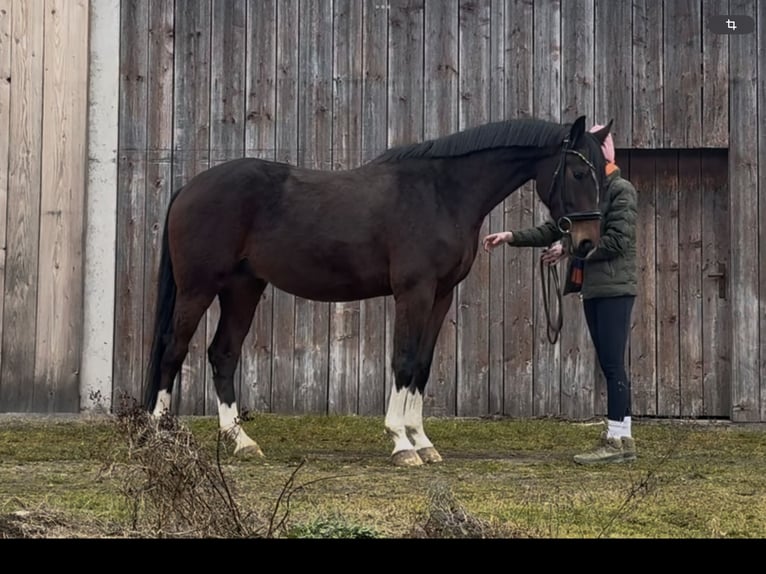 Duits sportpaard Ruin 4 Jaar 167 cm Donkerbruin in Bruck