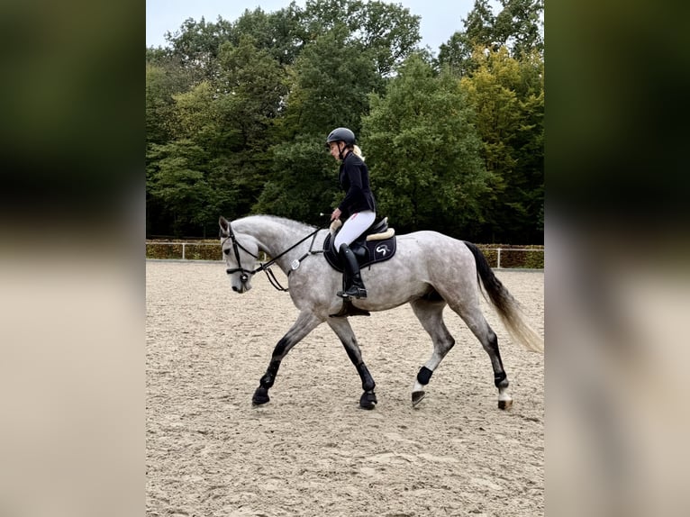 Duits sportpaard Ruin 4 Jaar 167 cm Schimmel in Eilenburg