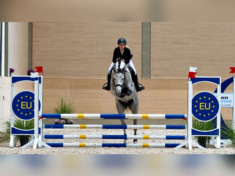Duits sportpaard Ruin 4 Jaar 167 cm Schimmel in Eilenburg