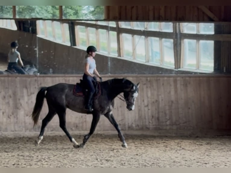 Duits sportpaard Ruin 4 Jaar 167 cm Schimmel in Berlin