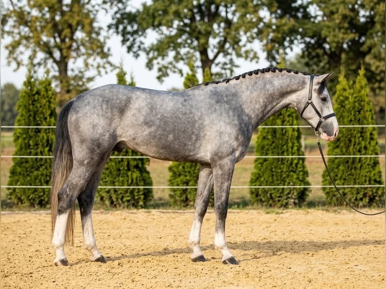 Duits sportpaard Ruin 4 Jaar 168 cm Appelschimmel in Zittau