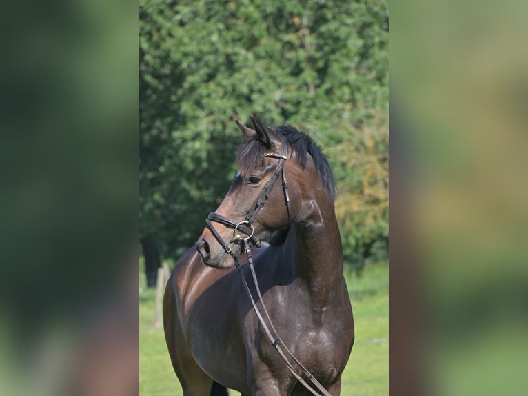 Duits sportpaard Ruin 4 Jaar 168 cm Bruin in Rhinow