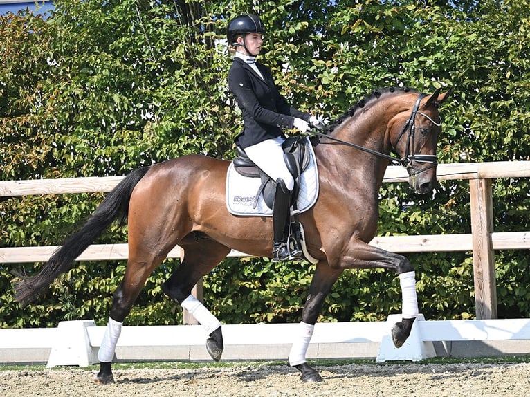 Duits sportpaard Ruin 4 Jaar 168 cm Bruin in Vechta