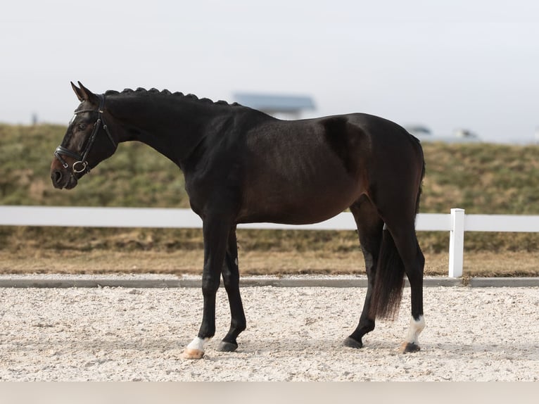 Duits sportpaard Ruin 4 Jaar 168 cm Donkerbruin in Hawangen