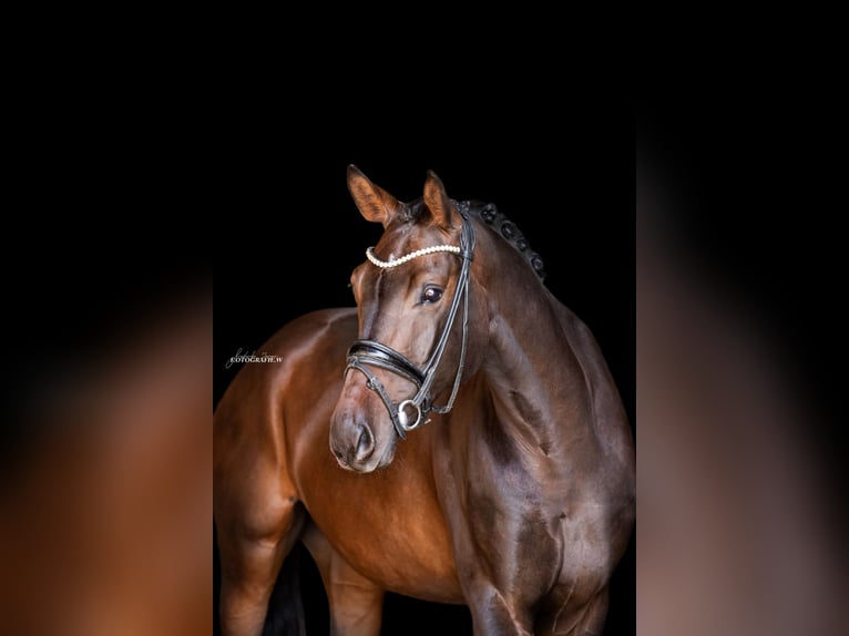 Duits sportpaard Ruin 4 Jaar 168 cm Donkerbruin in Lehrberg