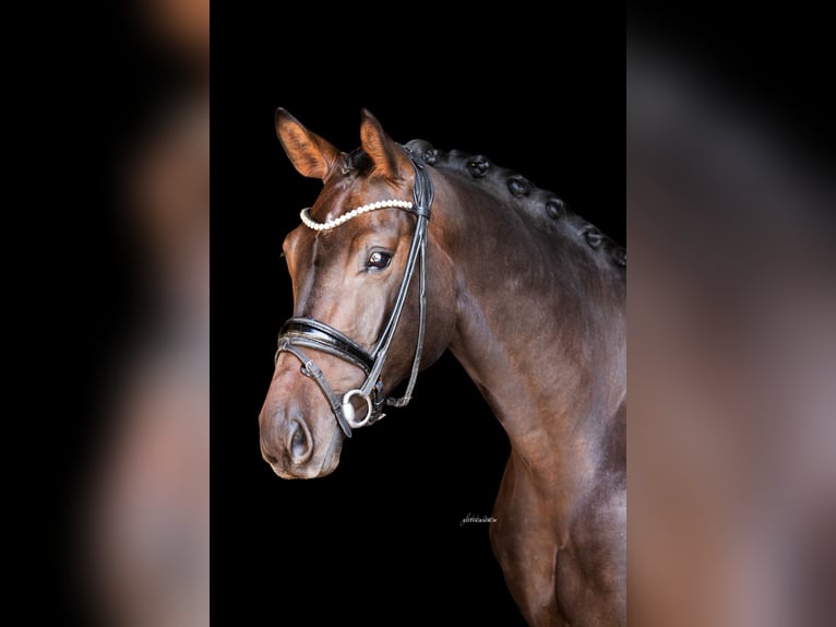 Duits sportpaard Ruin 4 Jaar 168 cm Donkerbruin in Lehrberg