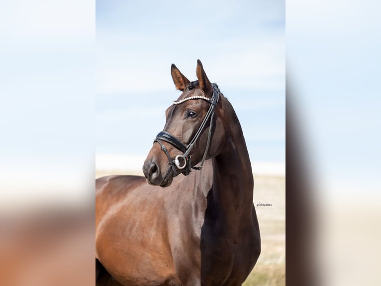 Duits sportpaard Ruin 4 Jaar 168 cm Donkerbruin in Lehrberg
