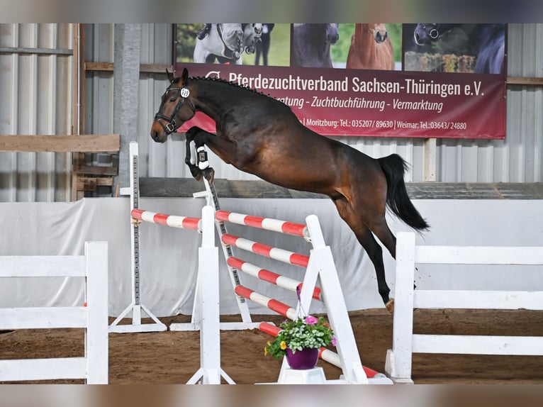 Duits sportpaard Ruin 4 Jaar 168 cm Donkerbruin in Ilmtal-Weinstraße