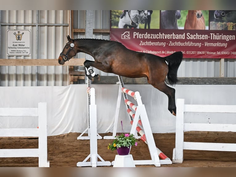 Duits sportpaard Ruin 4 Jaar 168 cm Donkerbruin in Ilmtal-Weinstraße