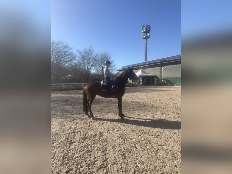 Duits sportpaard Ruin 4 Jaar 168 cm Donkerbruin in Schwäbisch Gmünd