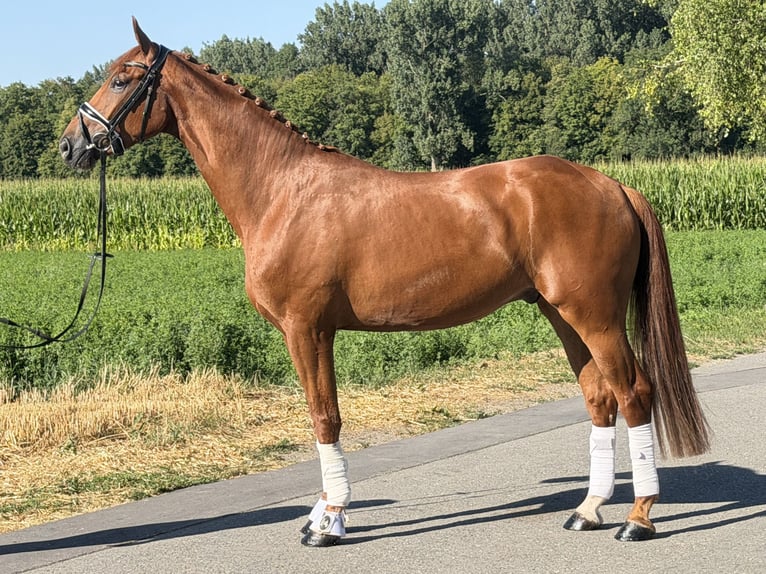 Duits sportpaard Ruin 4 Jaar 168 cm Vos in Riedlingen