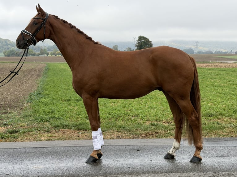Duits sportpaard Ruin 4 Jaar 168 cm Vos in Riedlingen