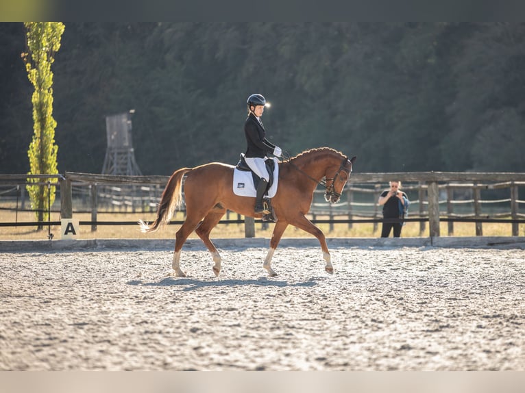 Duits sportpaard Ruin 4 Jaar 168 cm Vos in Rottenburg an der Laaber