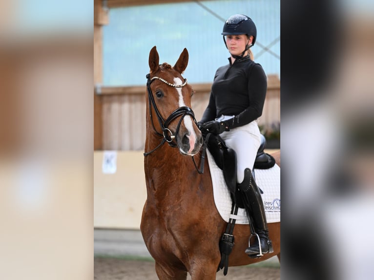 Duits sportpaard Ruin 4 Jaar 168 cm Vos in Ostrach