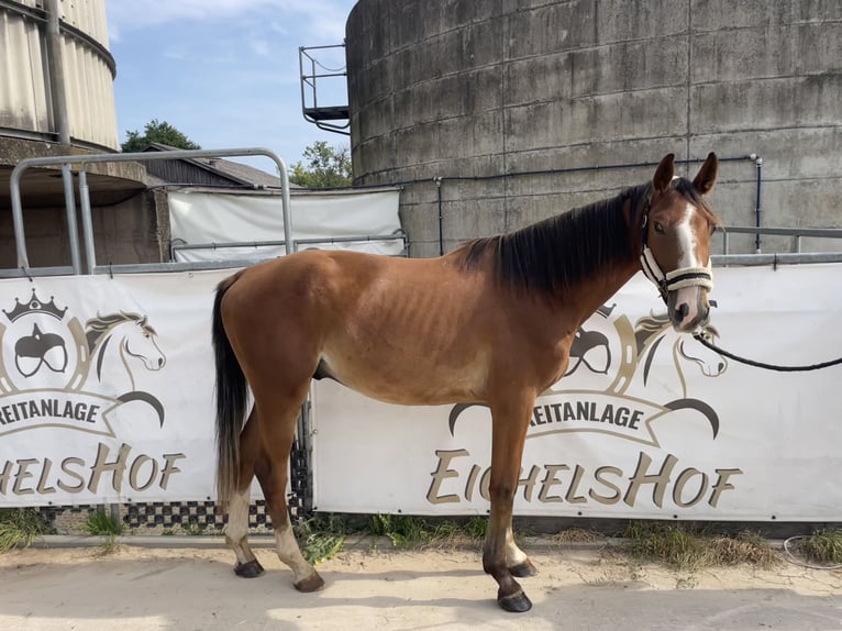 Duits sportpaard Ruin 4 Jaar 168 cm Vos in Bad König