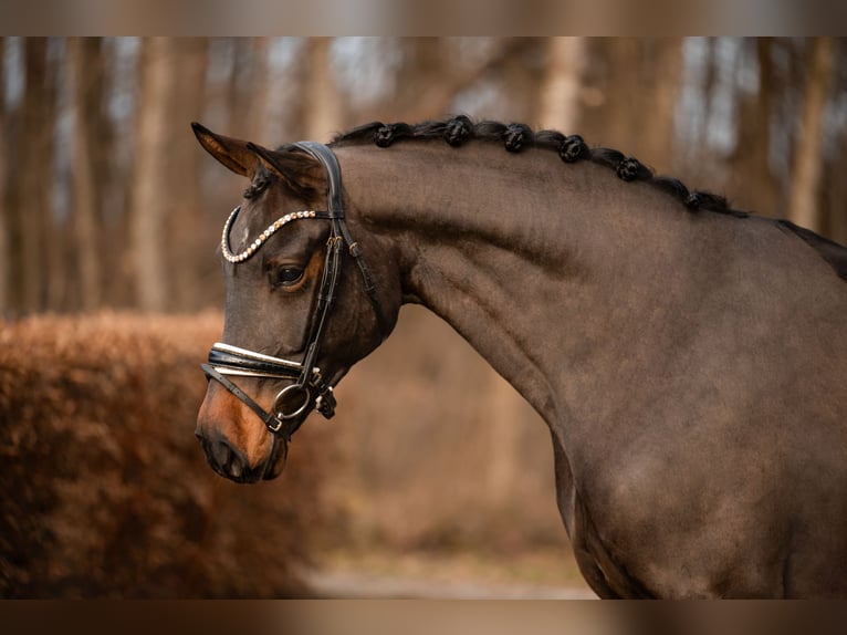 Duits sportpaard Ruin 4 Jaar 169 cm Bruin in Wehringen