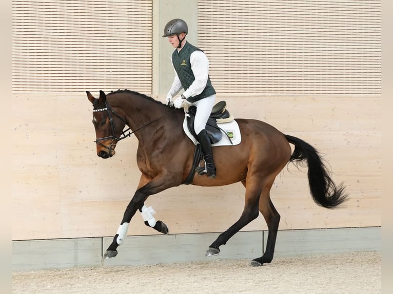 Duits sportpaard Ruin 4 Jaar 169 cm Bruin in Moritzburg