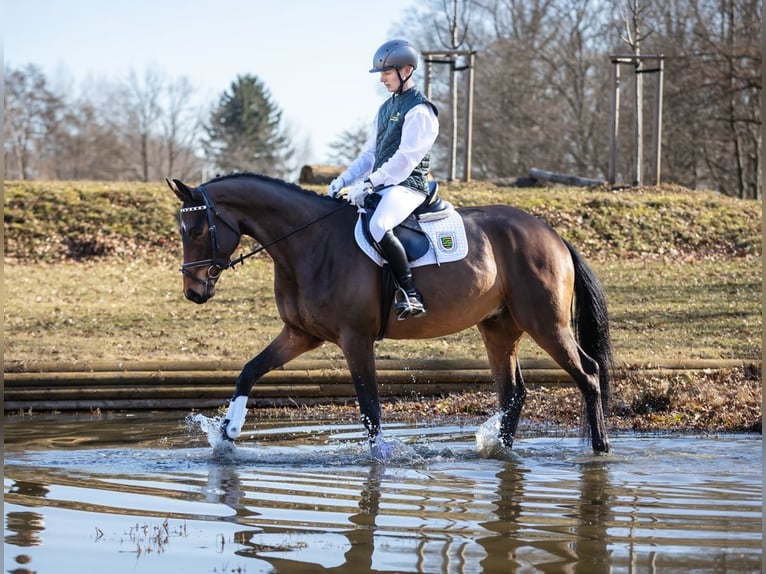 Duits sportpaard Ruin 4 Jaar 169 cm Bruin in Moritzburg