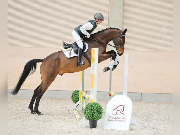 Duits sportpaard Ruin 4 Jaar 169 cm Bruin in Moritzburg