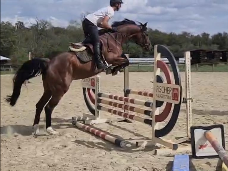 Duits sportpaard Ruin 4 Jaar 169 cm Bruin in Meckesheim