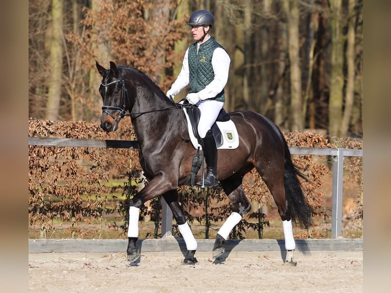 Duits sportpaard Ruin 4 Jaar 169 cm Donkerbruin in Moritzburg