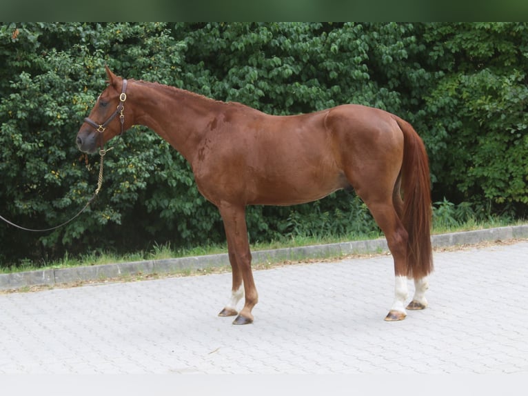Duits sportpaard Ruin 4 Jaar 169 cm Vos in Winhöring