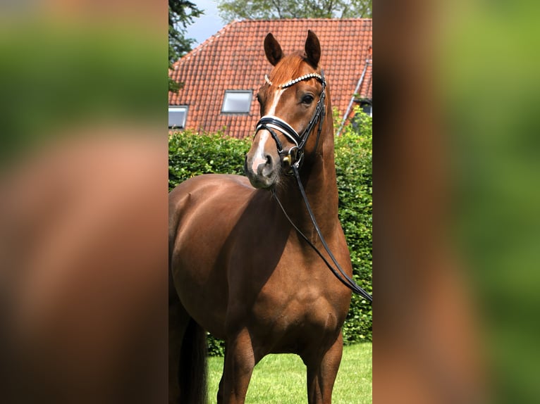 Duits sportpaard Ruin 4 Jaar 169 cm Vos in Rehburg-Loccum M&#xFC;nchehagen