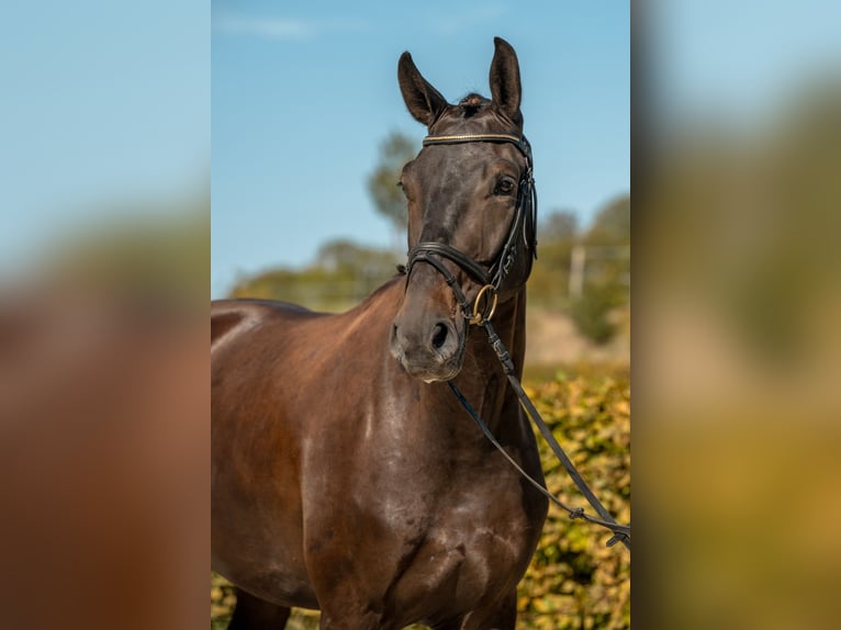 Duits sportpaard Ruin 4 Jaar 169 cm Zwart in Gomadingen