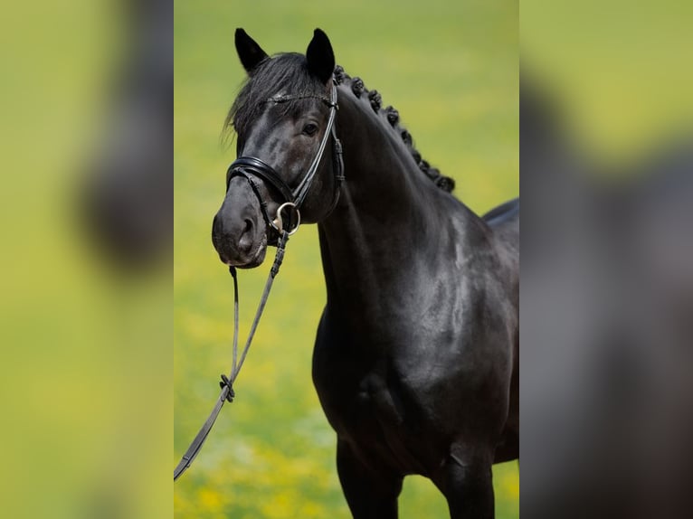 Duits sportpaard Ruin 4 Jaar 169 cm Zwart in Altensteig