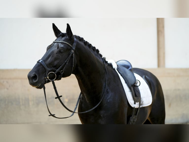 Duits sportpaard Ruin 4 Jaar 169 cm Zwart in Altensteig