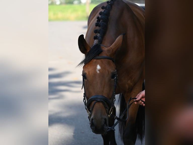 Duits sportpaard Ruin 4 Jaar 170 cm Bruin in Karlsfeld