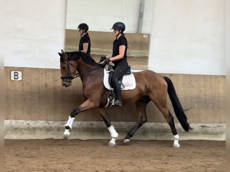 Duits sportpaard Ruin 4 Jaar 170 cm Bruin in Karlsfeld