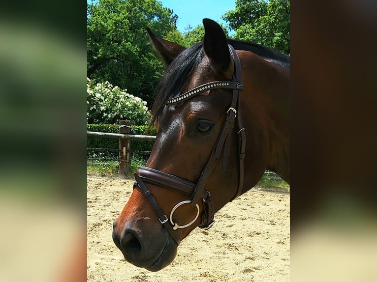 Duits sportpaard Ruin 4 Jaar 170 cm Bruin in Nottuln