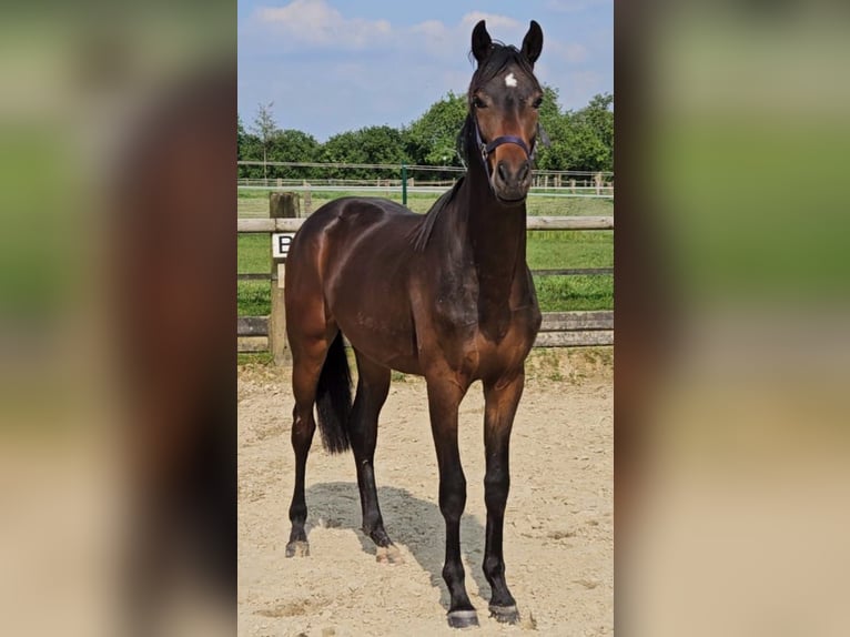 Duits sportpaard Ruin 4 Jaar 170 cm Bruin in Nottuln