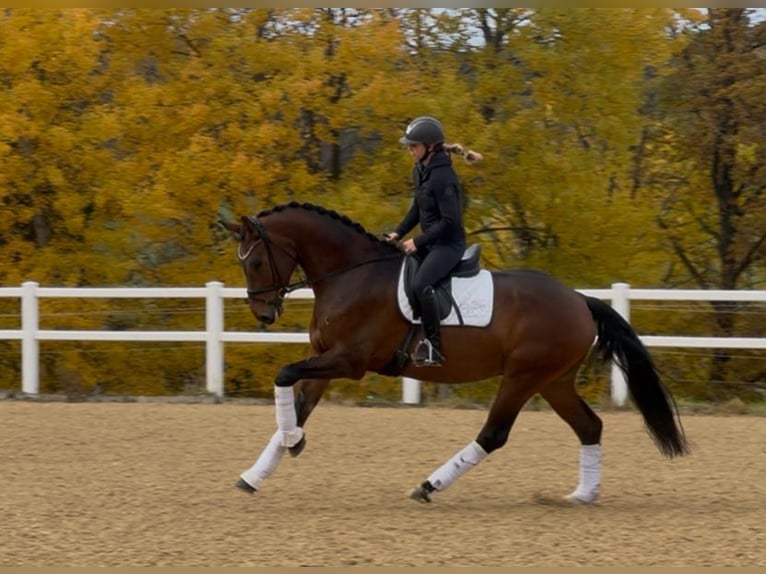 Duits sportpaard Ruin 4 Jaar 170 cm Bruin in Kirchenthumbach