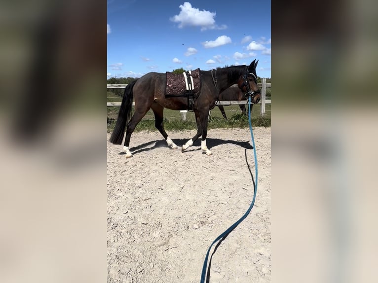 Duits sportpaard Ruin 4 Jaar 170 cm Bruin in Wengelsdorf