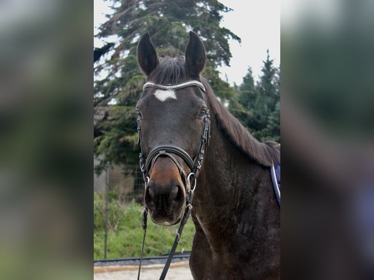Duits sportpaard Ruin 4 Jaar 170 cm Bruin in Bad Lauchst&#xE4;dt