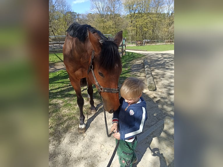 Duits sportpaard Ruin 4 Jaar 170 cm Bruin in Warstein