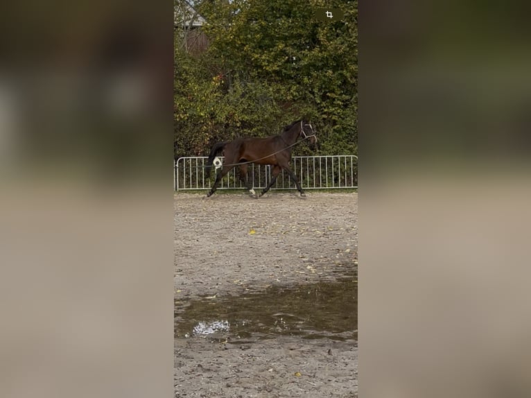 Duits sportpaard Ruin 4 Jaar 170 cm Bruin in Chemnitz