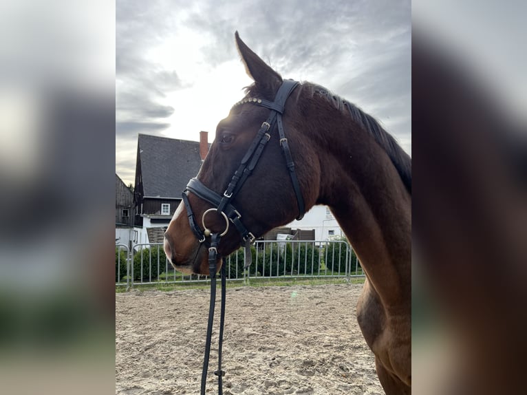 Duits sportpaard Ruin 4 Jaar 170 cm Bruin in Chemnitz