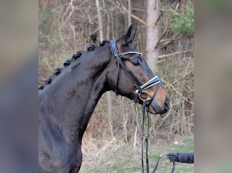 Duits sportpaard Ruin 4 Jaar 170 cm Donkerbruin in Plech