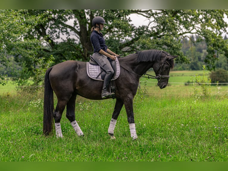 Duits sportpaard Ruin 4 Jaar 170 cm Donkerbruin in Kraiburg am Inn