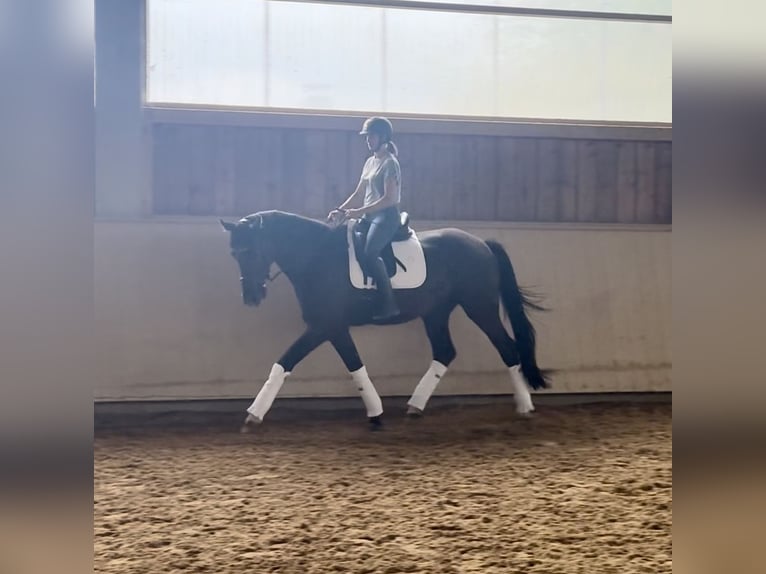 Duits sportpaard Ruin 4 Jaar 170 cm Donkerbruin in Kraiburg am Inn