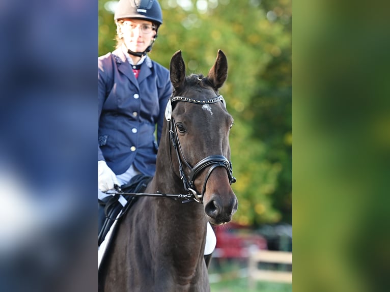 Duits sportpaard Ruin 4 Jaar 170 cm Donkerbruin in Ilmtal-Weinstraße