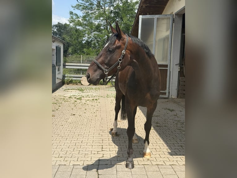 Duits sportpaard Ruin 4 Jaar 170 cm Donkerbruin in Viernheim