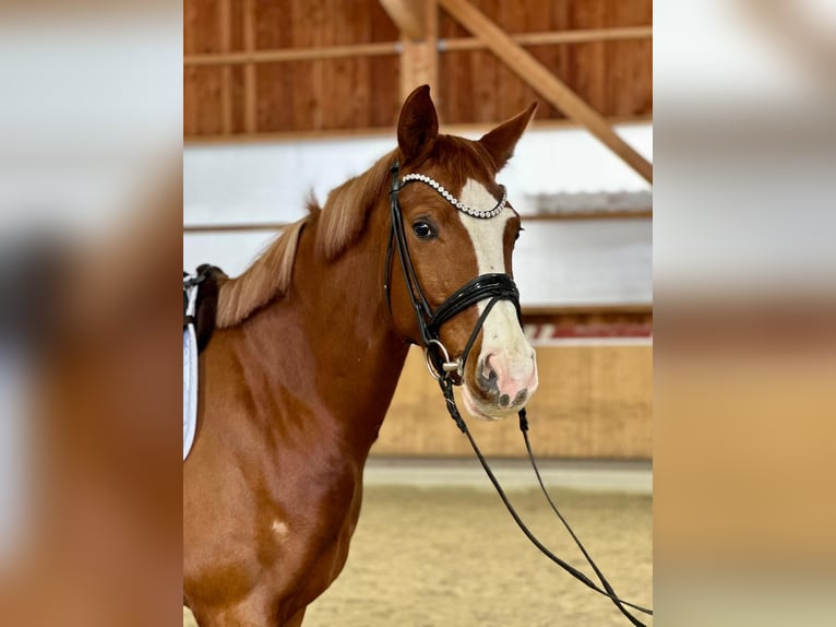 Duits sportpaard Ruin 4 Jaar 170 cm Vos in Bad Griesbach im Rottal