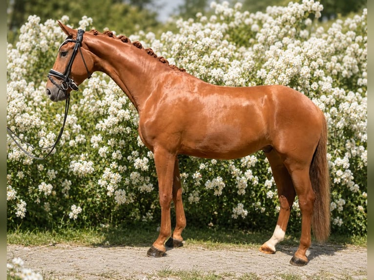 Duits sportpaard Ruin 4 Jaar 170 cm Vos in Bielefeld