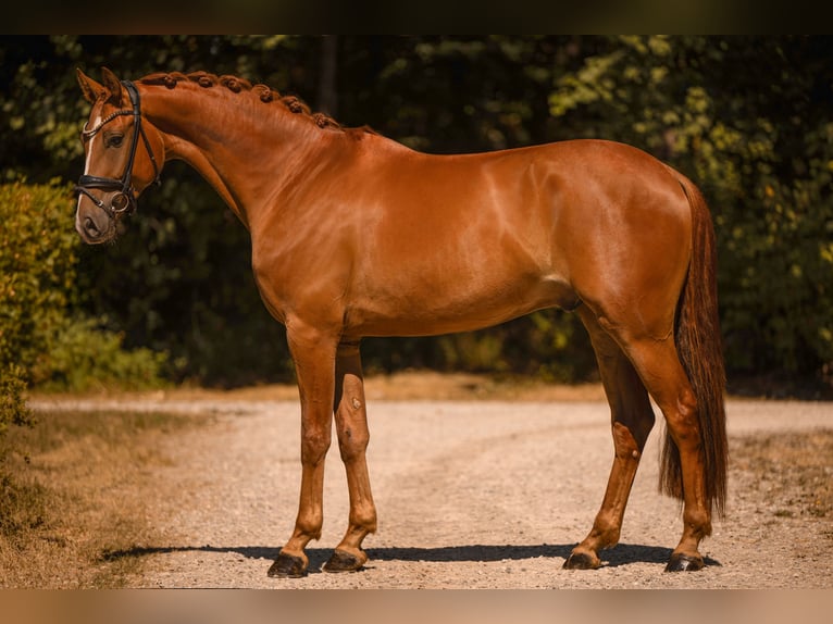 Duits sportpaard Ruin 4 Jaar 170 cm Vos in Wehringen