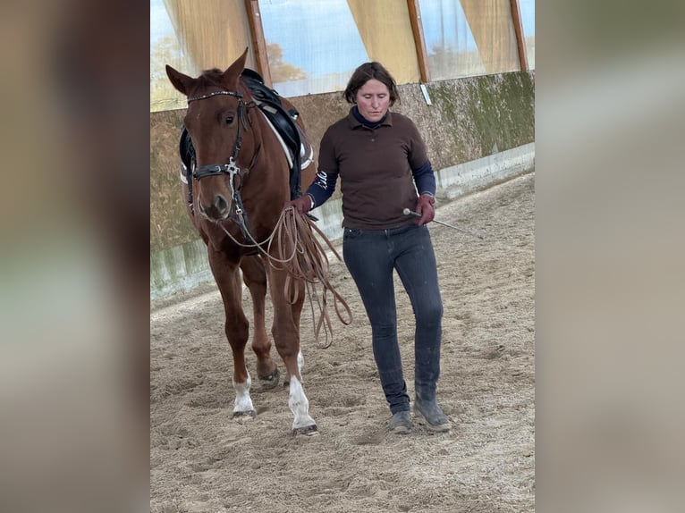 Duits sportpaard Ruin 4 Jaar 170 cm Vos in Pu